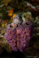 Frog fish on sponges. Canon 7D, Nauticam housing, Tokina 10-17, Sea & Sea strobes