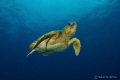 Swimming turtle, Nauticam housing, Tokina 10-17MM, Sea & Sea strobes