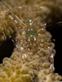 A pregnant spotted cleaner shrimp
