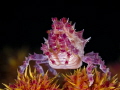 Candy Crab (Hoplophrys oatesi)
Anilao, Philippines