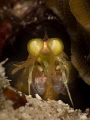 Hypnotizing eyes of a mantis shrimp