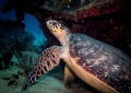 Hawksbill Turtle shot with Canon G7x Compact while diving with Andrew Western from Ecodive, Bridgetown