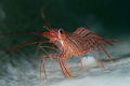 Eye contact
Peppermint Shrimp (Lysmata pederseni), Roatan, Honduras
Olympus OMD EM5 MkII, 60mm Macro Lens, Nauticam Housing, Dual Inon Z-240 Strobes, 1/80, f/6.3, ISO320