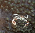 Porcelain crab. Not so easy to find anymore.