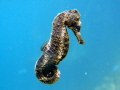 Seahorse swimming in free water.