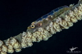 Whipfan Goby, Checkers Dive Site in Ponta do'Ouro Mozambique.