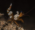 SQUAT SHRIMP, Bali, Serayal secret, that was a baby one and it looks some time to get the right position.