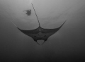 Silent gliding of giant manta