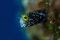 Spinnyhead blenny is a tiny little blenny and a challenging photography subject. Found it in an empty hole of a coral from which it poked out its head. Took this photo during a dive in Grand Turk Island with a 105mm macro lens.