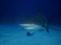 This photo was taken off Grand Bahamas Island in 2003. I used my DC200 and a single strobe to photograph this subject. I pushed many a shark off while taking this photo. There were probably 8 sharks swimming with us. No Cage!!
