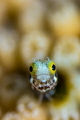 I was fascinated observing this inquisitive spiny head blenny as he was darting in and out of his hole looking for food.