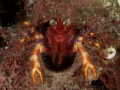 Squat Lobster taken in Anilao. using SMC close up lenses.