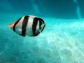 Black banded butterflyfish at Aguadilla.