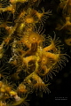 yellow anemones on black coral wips