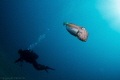 Diver crossing by a cuttlefish