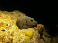 Night dive pufferfish having a nap