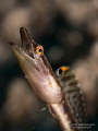 The Performing Artist: A male Yellowface Pikeblenny (Chaenopsis limbaughi) exhibits his flamboyant displays in an attempt to flirt with his nearby female pikeblenny counterparts.