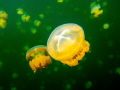 Jellyfish lake in Palau, isolated since then it has a unique ecosystem that includes millions of these golden jellyfish.