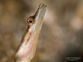 Yinyang Eyes: a Yellowface Pikeblenny (Chaenopsis limbaughi) in the waters of Saint Lucia. -