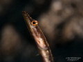 Yinyang Eyes: mesmerised by the eyes of a Pikeblenny (Chaenopsis limbaughi). -