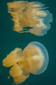 Jellyfish and its reflection at the Jellyfish lake in Palau!