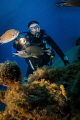 Diver looking for seahorses