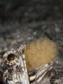 Children are a Mouthful: a mouthbrooding Dusky Jawfish aerating his brood. -