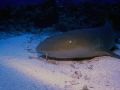 This friendly Nurse Shark seemed as though he needed some love. I was able to snap at least 12 shots of him.We saw many of these luvablesharks in Belize.The photo was taken with a DC200 and digital strobe.
