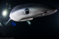 Blue sharks are just as curious about you as you are about them...A gorgeous Blue off Rhode Island at night.
