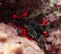 Lovely nudibranch,very nice color