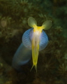 Staring down the mouth of a  ribbon eel in Lembeh Strait, Indonesia