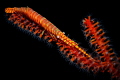 sawblade shrimp