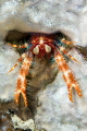 Bug-eyed squat lobster No.2, Montani, Puerto Galera