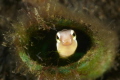 I found this blenny on  a shallow water, i was attracked by his funny face, try to getting a passport photo for him/her, i swam back and forth , he seemingly getting used to my camera for few seconds and got this shot finally.