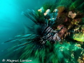 Lionfish on the hunt