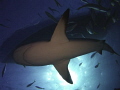 Caribbean reef shark passes between sun, boat, and camera