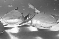 Two lemon sharks just cruising around checking out all my shiny video lights! Tiger shark sussing out the situation in the background. These beauties are always smiling at the camera, love the black and white effect here!