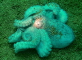 Octopus sleeping on the bottom