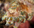 A Nudi who reminded me of Christmas:)