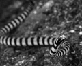A banded sea snake in the Lembeh Strait, Indonesia