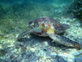 Green Sea Turtle eating sea grass