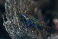 A tiny mandarin fish taken on my first dive in Lembeh on the house reef. A colourful and secretive fish, found within piles of broken coral. Taken with Nauticam housing, and Sea&Sea strobes.