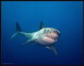 Title: Has anyone seen my Dive Buddy?
Photo is of Andy a male Great White Taken in Guadalupe Oct 15. He sure has a nice Smile!