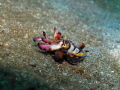 Flamboyant cuttlefish, mating color, Lembeh Strait