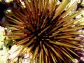 Sea Urchin - Paracentrotus lividus