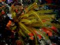 The photo of this Chrinoid was taken in the Bahamas and I used my DC200 w/ digital strobes.The orange sponges and soft corals make the subject stand out.The photo was taken in 2003.