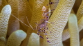 anemone_shrimp.jpg / Bonaire
