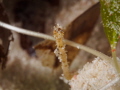 Tiny juvenile seahorse near the Wakatobi islands, Indonesia. Shot with Olympus 60mm macro and a SubSee +10 diopter.