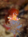 Horned Nudibranch near the Wakatovi islands, Indonesia. Shot with Olympus 60mm macro and a SubSee diopter.