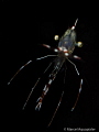 This Little Shrimp was hard to shoot i almost give up because i could not get the Eyes in Focus the other big deal was to get the strobe in the right position because the Shrimp where hiding in a small Crack.